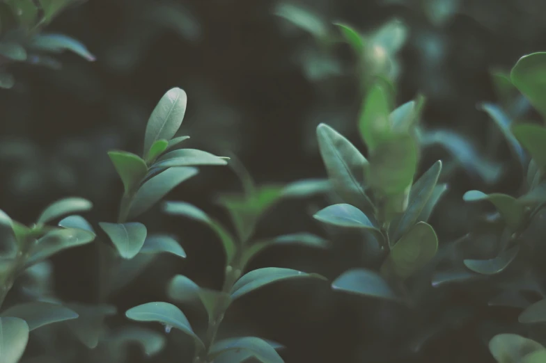 a bunch of green leaves are on top of a bush