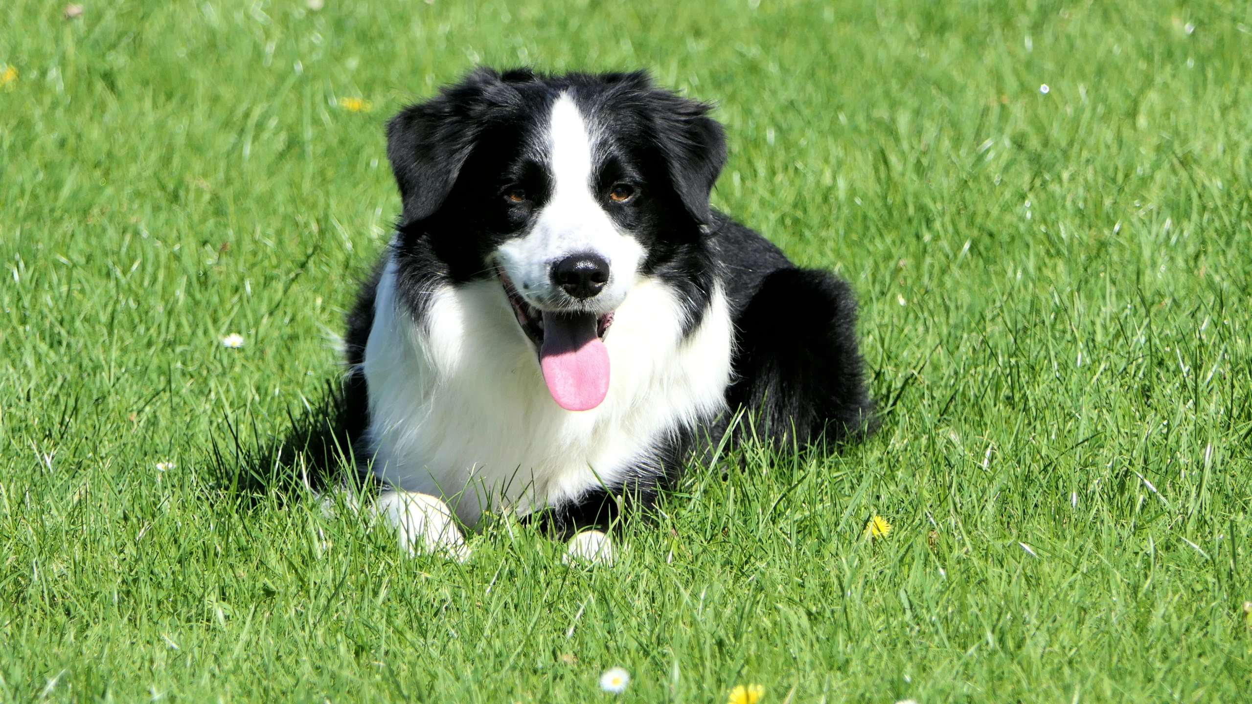 a dog sits on a green field with its tongue out