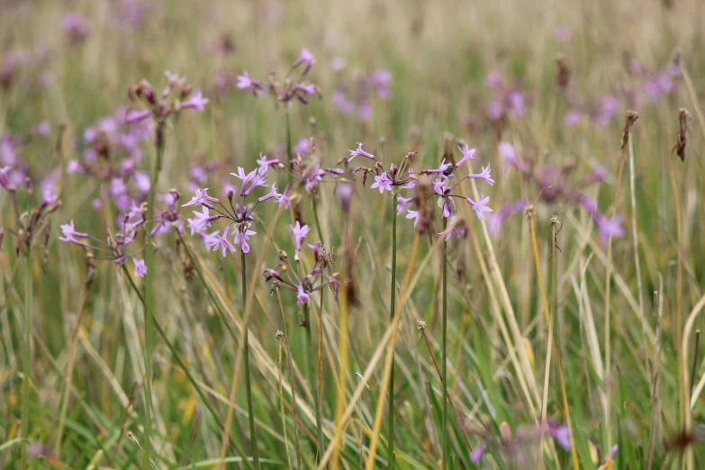 a field filled with purple flowers and lots of green grass