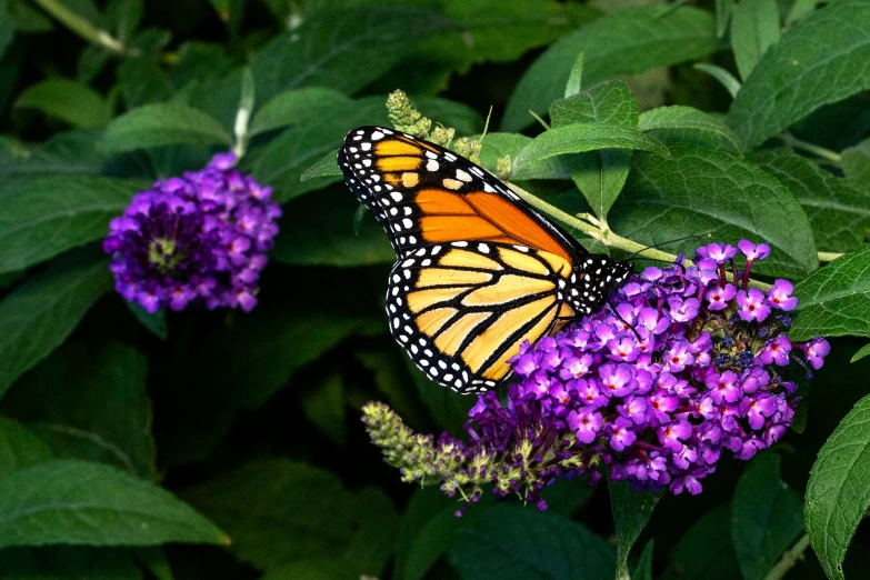 a erfly with a yellow wing is on top of purple flowers