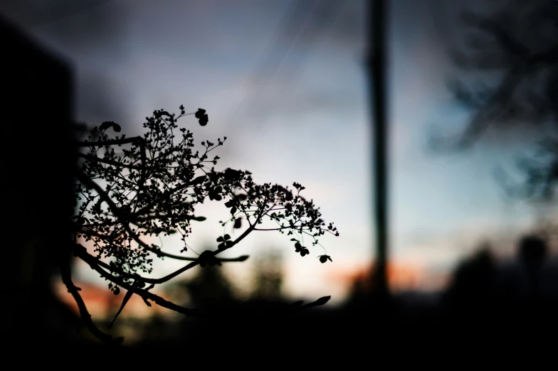 silhouetted nches in evening on cloudy day