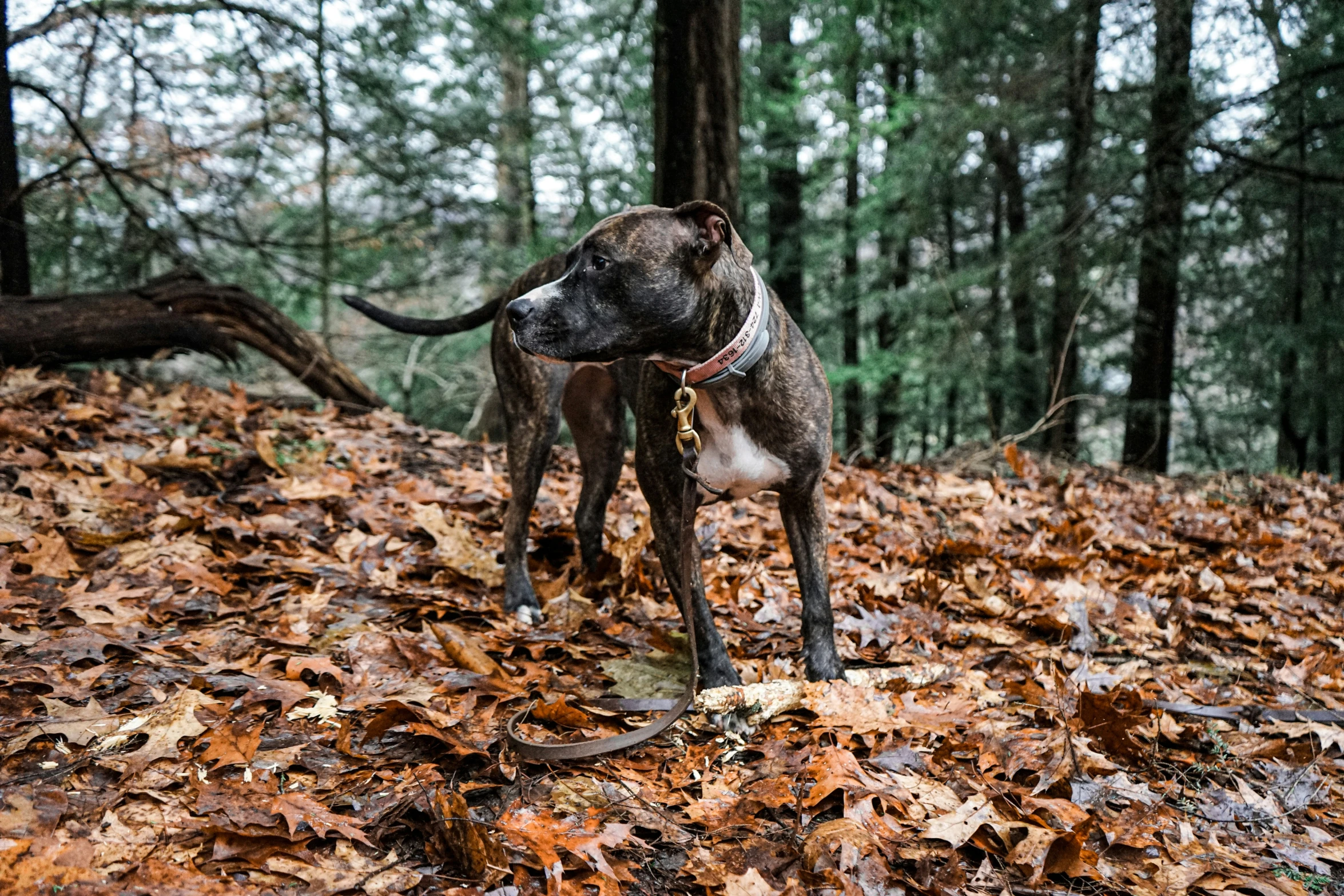 a black and white dog standing in a forest