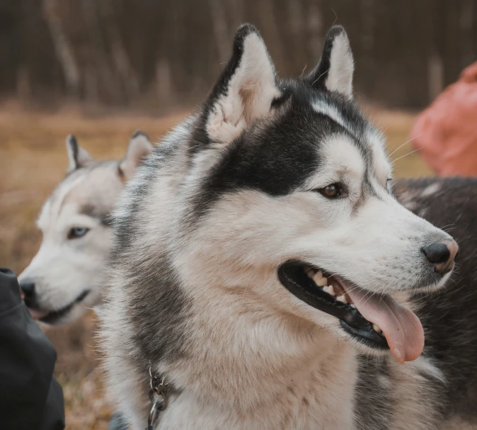 several dogs that are walking in a line