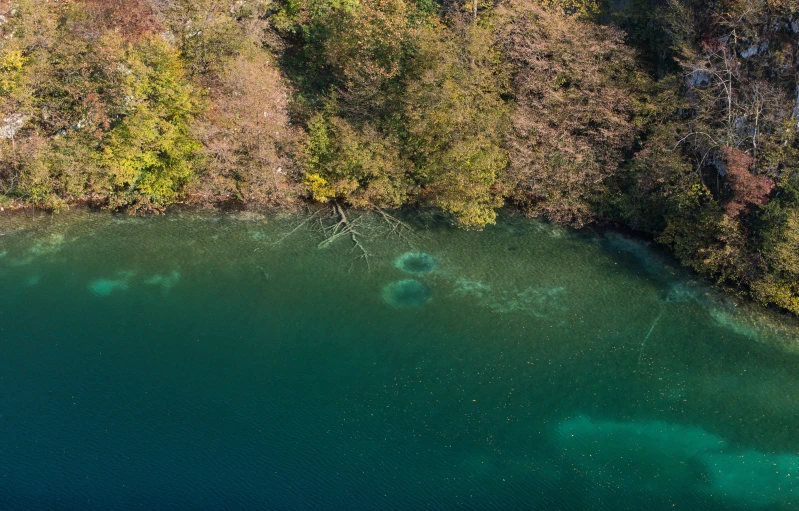 some boats are sitting in the water near many trees