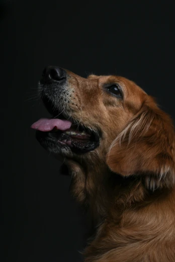 a close - up view of a dog in front of a black background