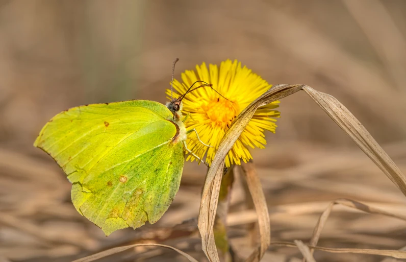 a yellow and green erfly on a yellow dandelion