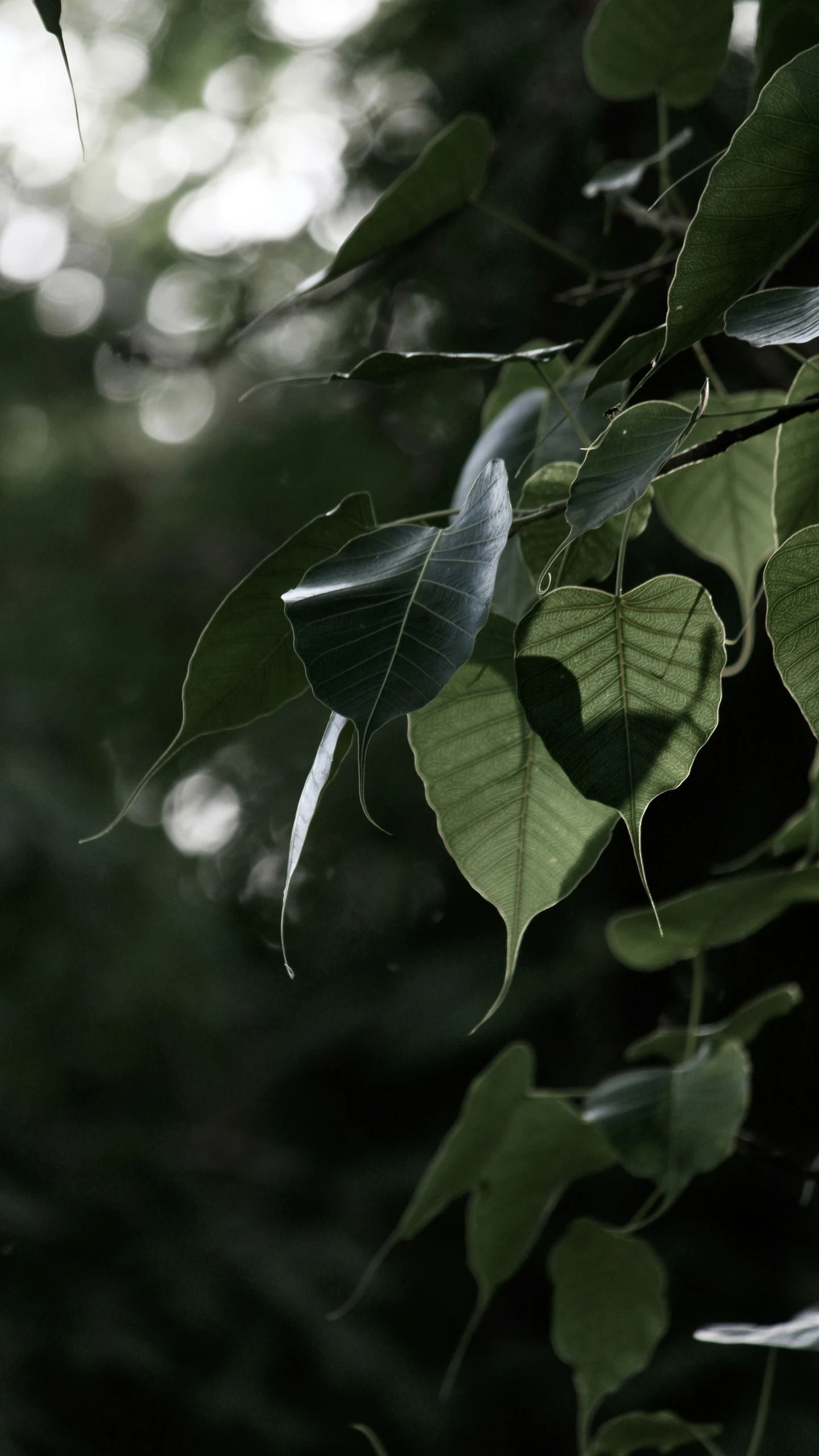 the leaves on the tree are green with lots of sunbeams