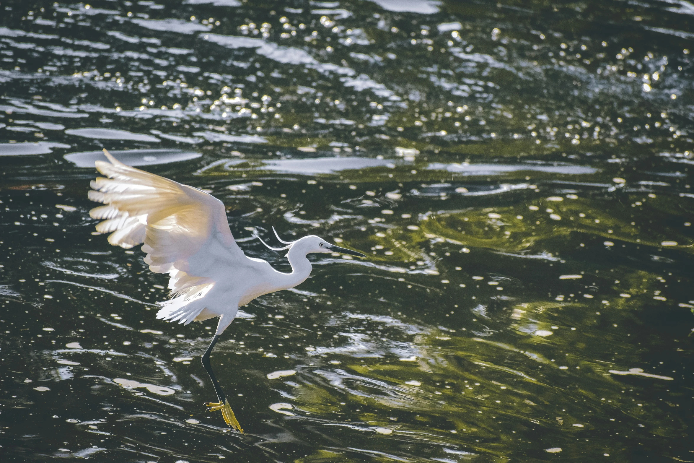 a seagull flying low above the water with its wings spread