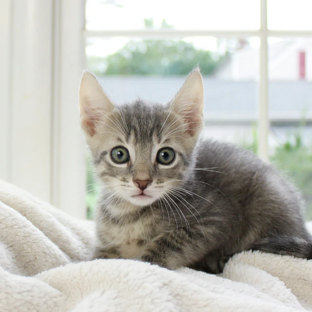 small kitten on a blanket looking up at the camera