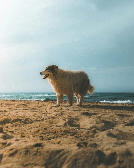 a dog standing on top of a sandy beach