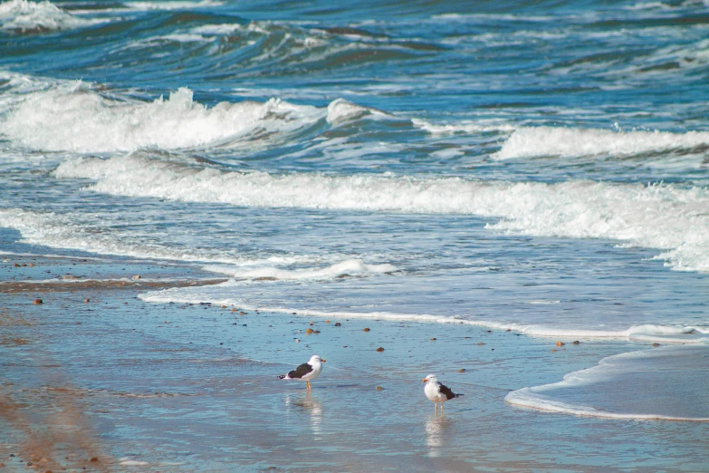 seagulls at the waters edge with waves in background