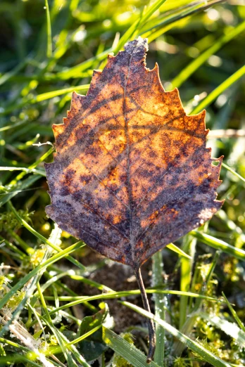 a fallen leaf that is sitting in the grass
