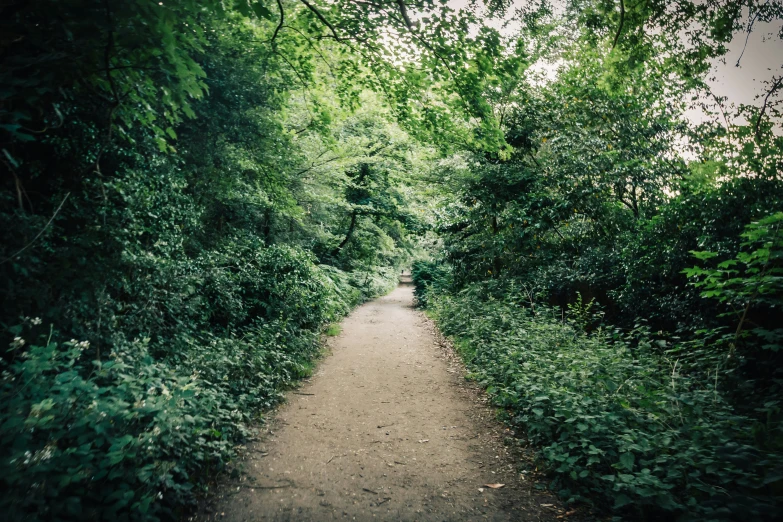 there is a narrow dirt path through the woods