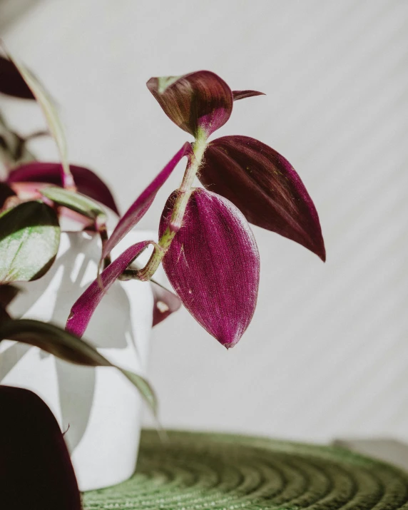 there is a purple flower that is growing out of a pot