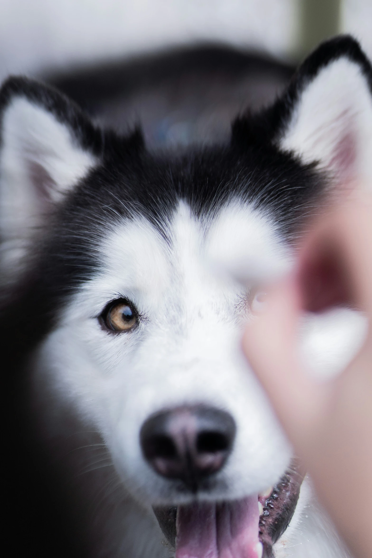 a person petting a dog on the nose