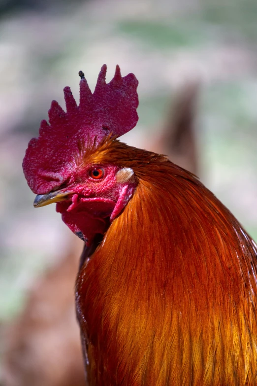 a red rooster with an orange comb and blue eyes