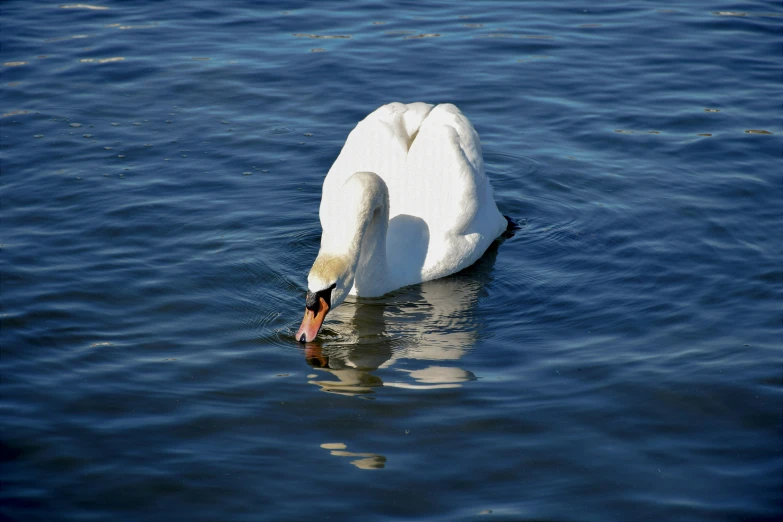 a swan is swimming on water, with his head in the water