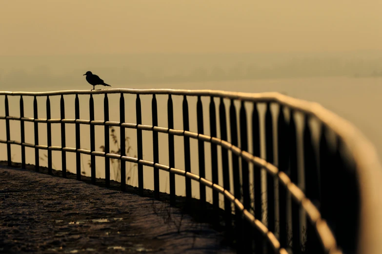 a small black bird standing on the top of a tall fence