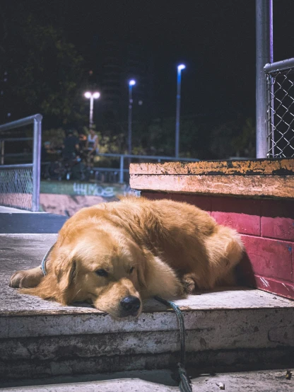 a golden retriever sleeping on the steps of a building