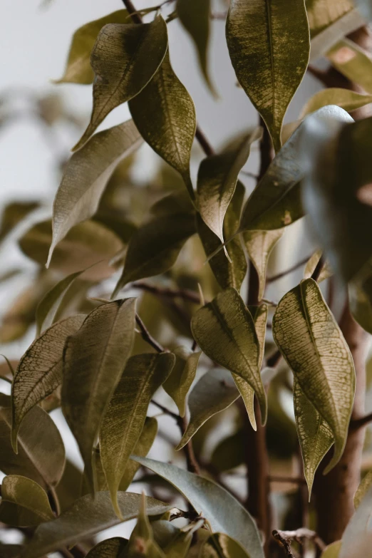 tree leaves in sunlight on a white sky