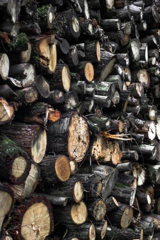 a large pile of tree logs near a forest