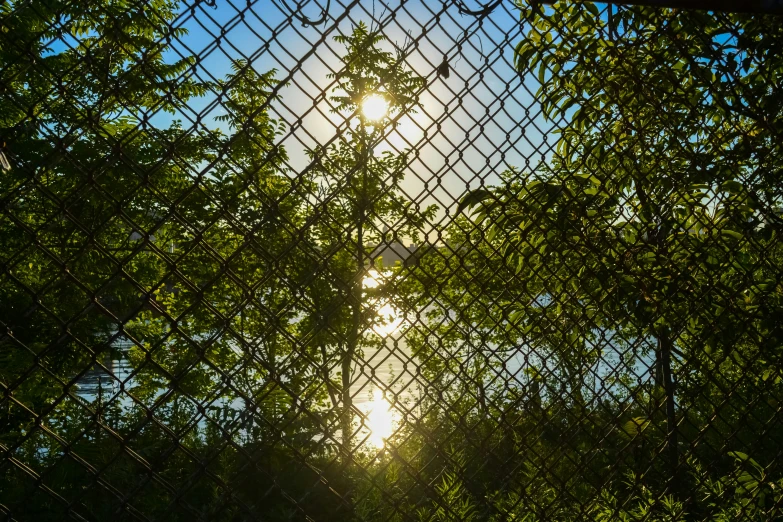 the sun shines through the fence of some trees