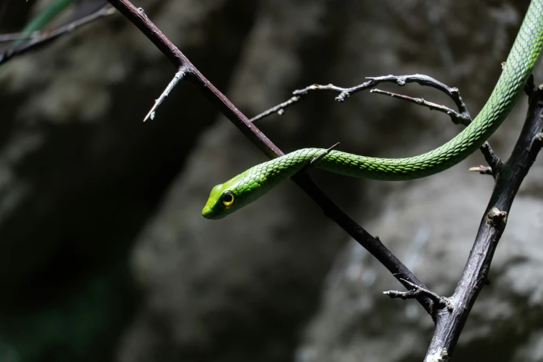 a green snake on a nch looking ahead