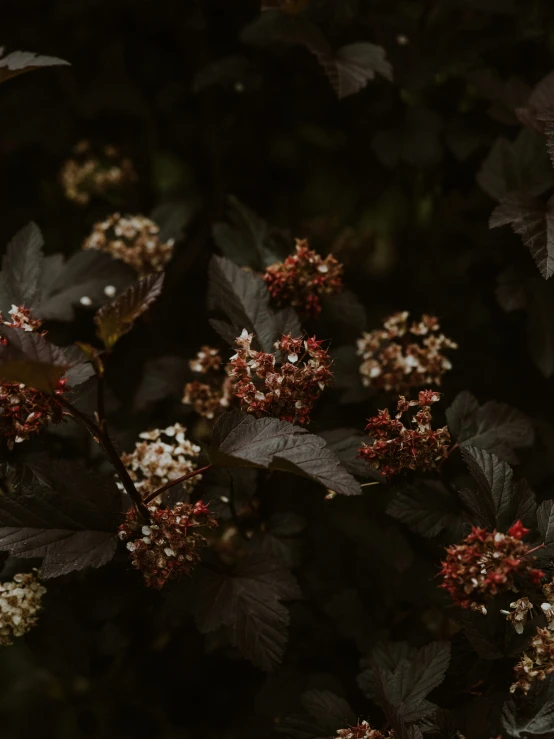 the berries are hanging on the nch of a tree