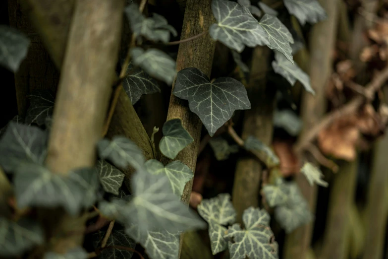 some leaves and a bunch of sticks in a forest