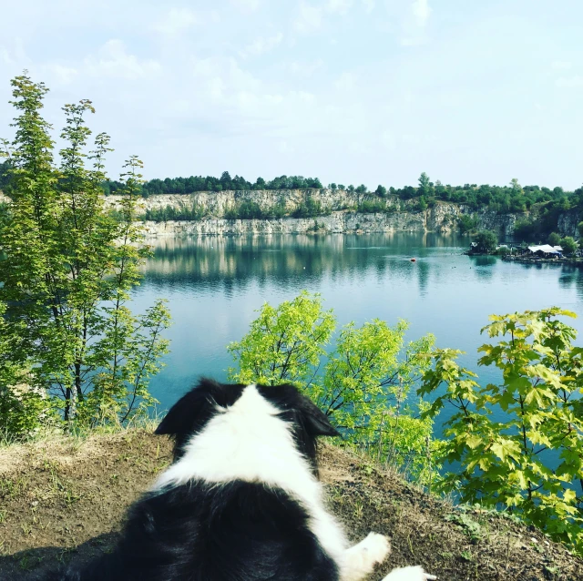 the dog is laying down by the water