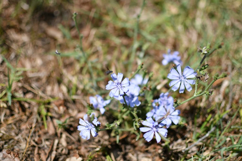 some blue flowers are growing in the grass