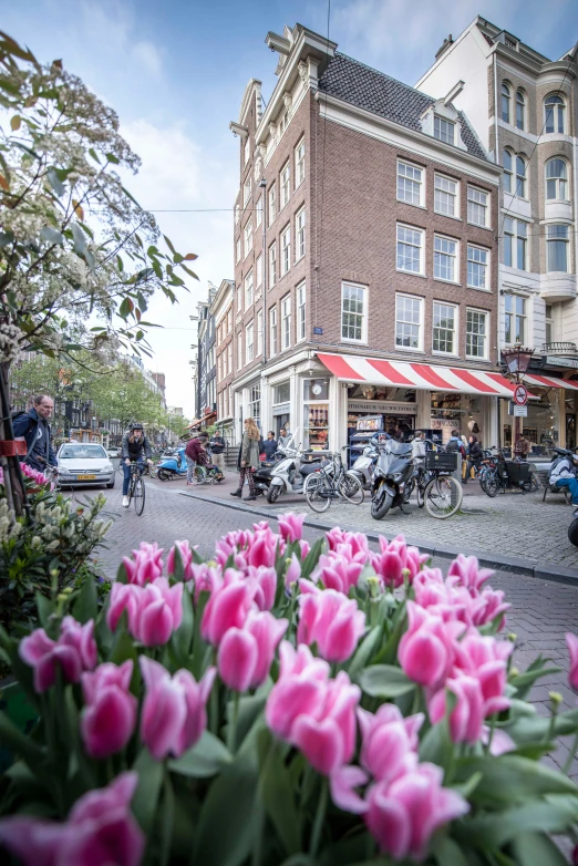 pink tulips bloom in front of the corner of a street