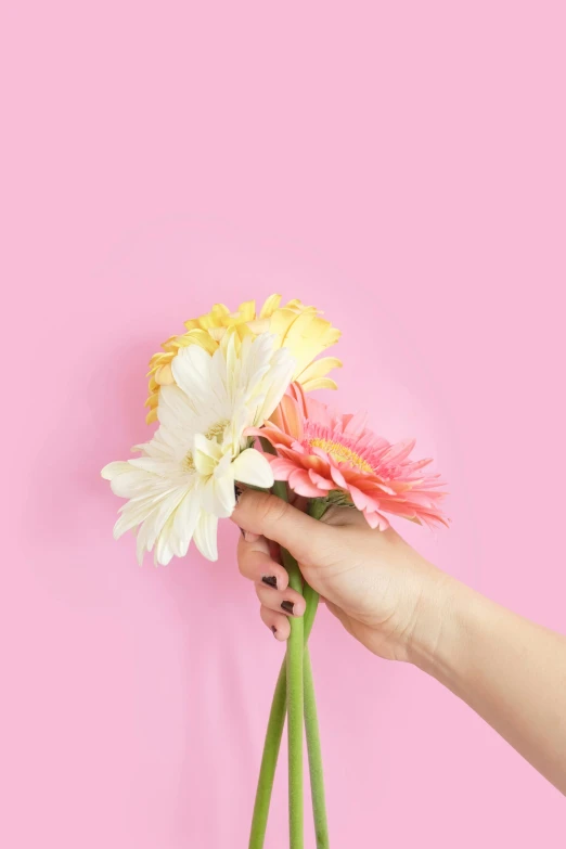 flowers with a pink background being held by a woman's hand