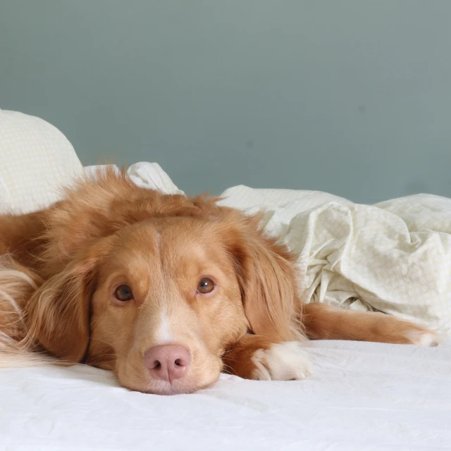 a close up of a dog lying on a bed