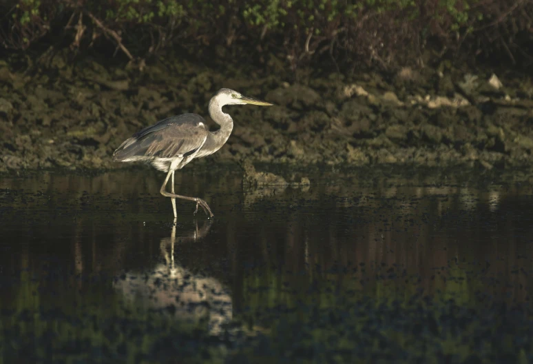 a large bird stands in the middle of water