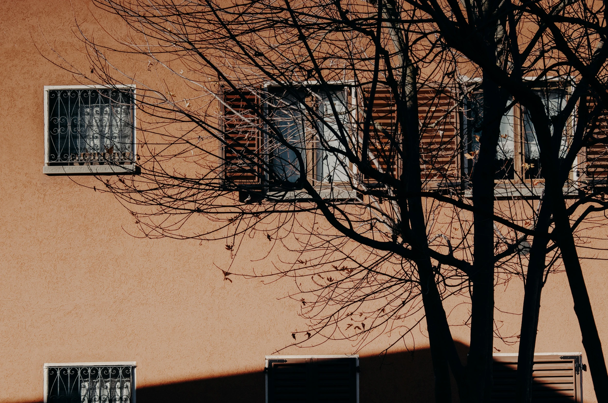 a shadow of a tree on a building