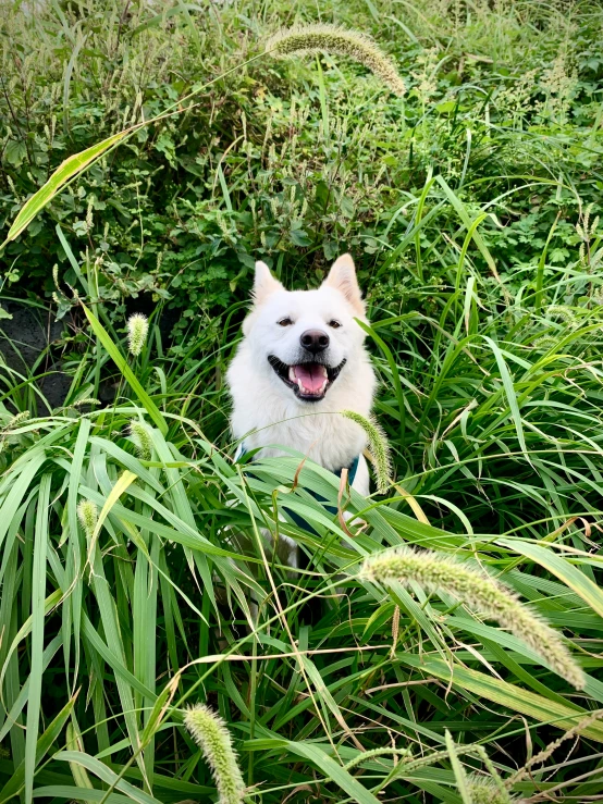 a dog is peeking out from some bushes