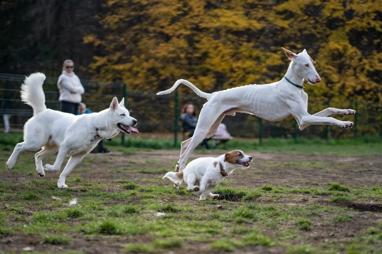 a group of dogs playing in a field
