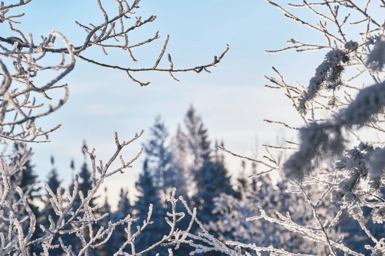 frosty nches and trees are covered with ice