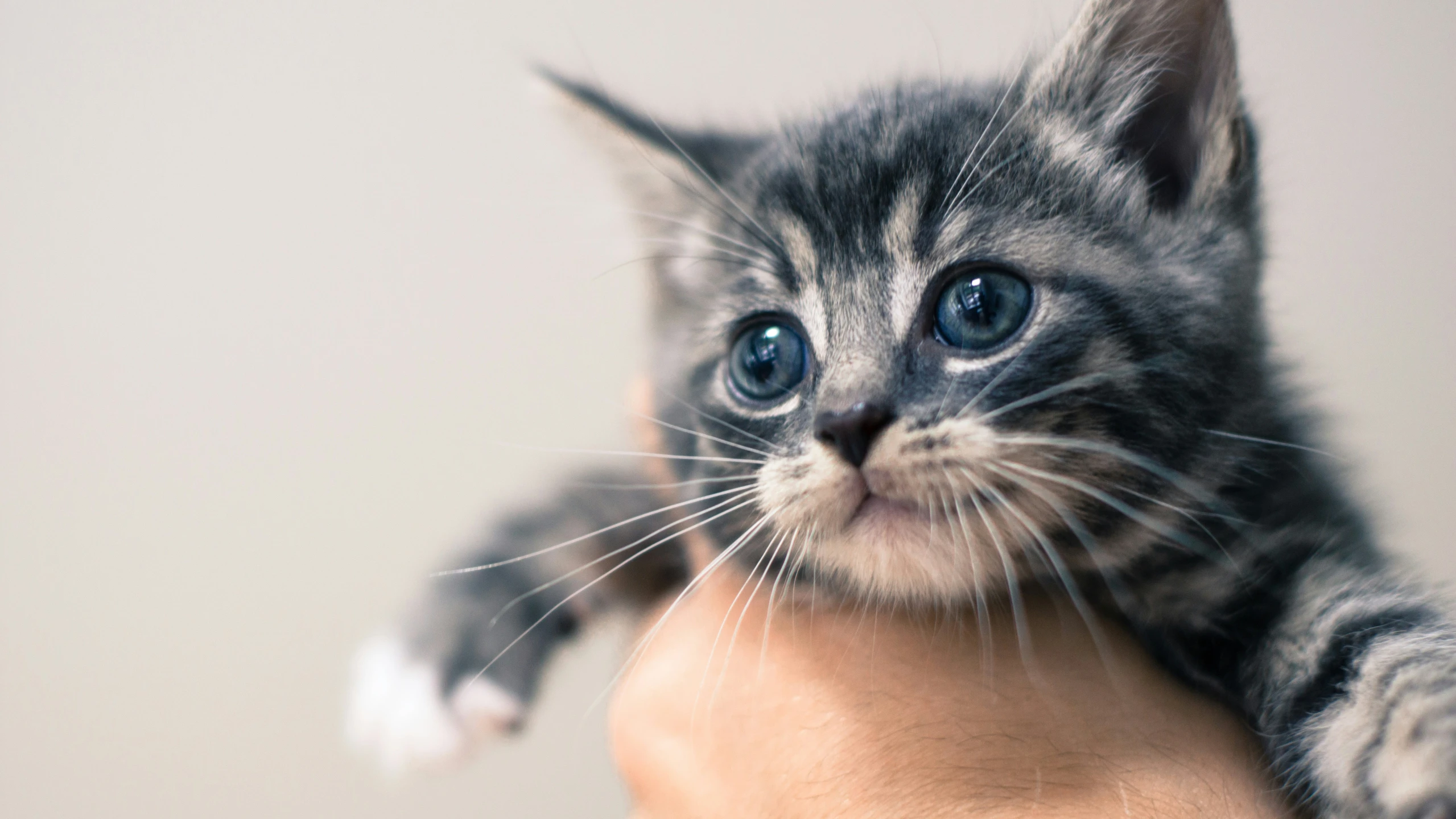 a cat holding on to the hand of someone