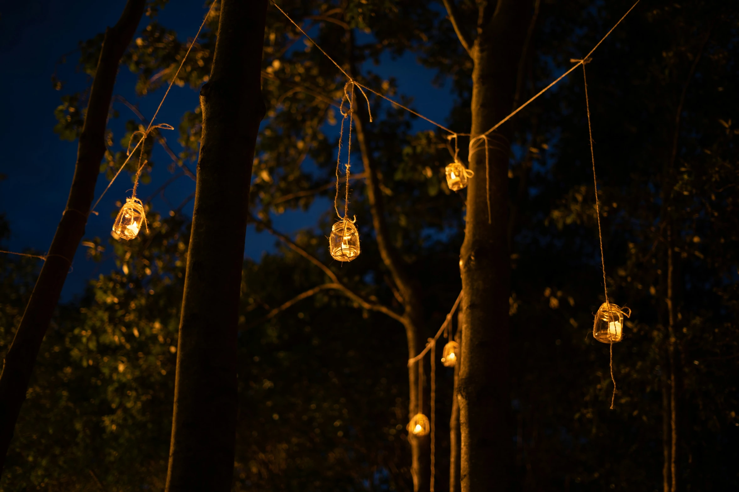 lights hanging between trees at night in a forest