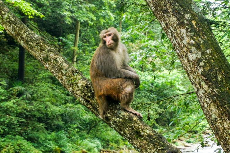 an adult monkey sitting on a tree limb in the rainforest