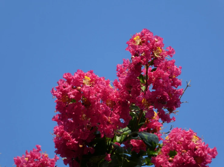 flowers against the blue sky with leaves on them