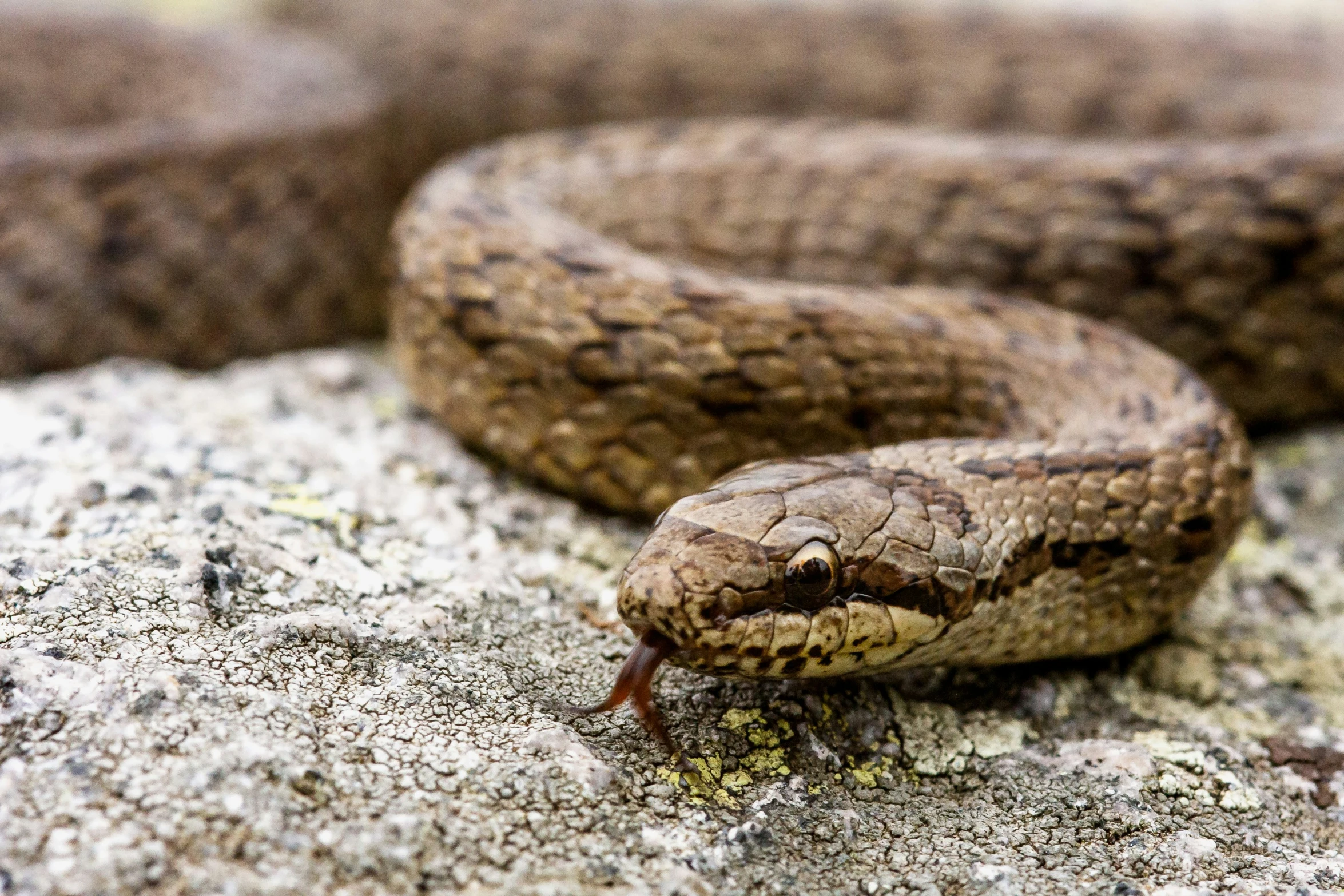 two brown snakes on a rock with ligni dust