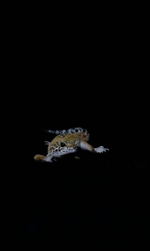 a crocodile floating on top of water in the dark