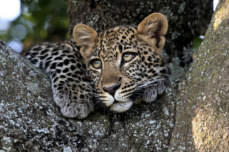 a baby leopard rests in the nches of a tree