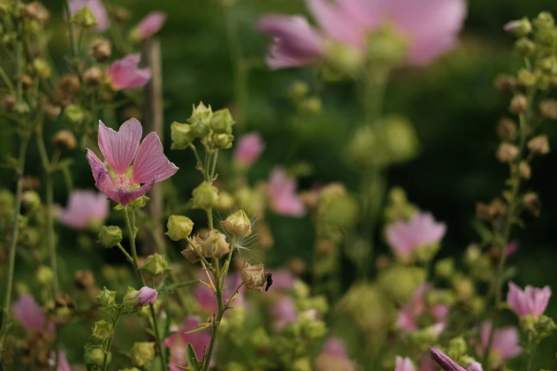 the large flower has been pographed with a blurry background