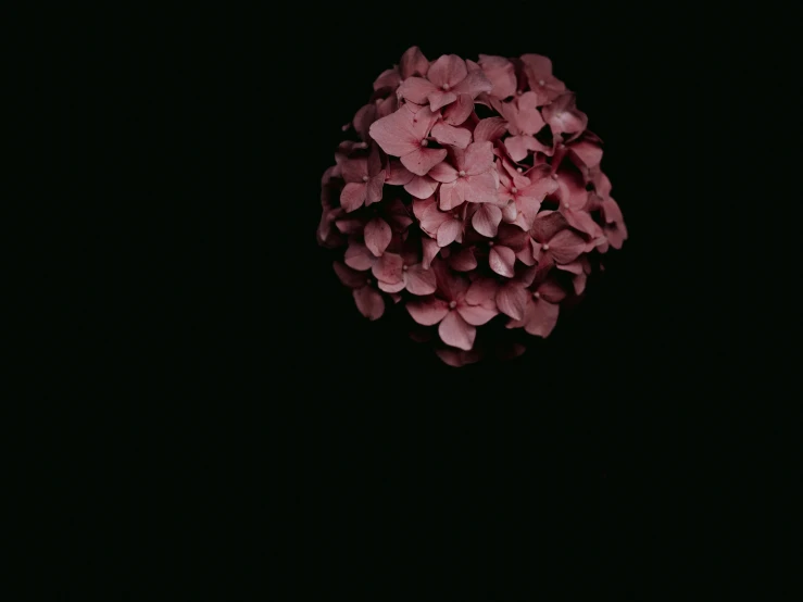 a cluster of pink flowers against a black background
