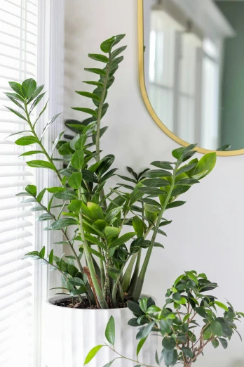 two houseplants, one with leaves and another with green foliage