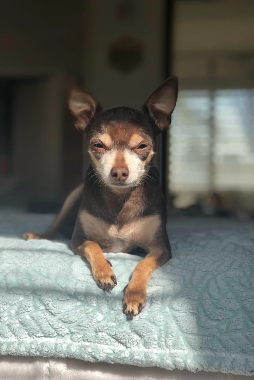 a small chihuahua laying on the bed in the room